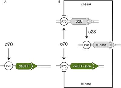 Effective Biophysical Modeling of Cell Free Transcription and Translation Processes